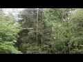 Rain in the woods/soothing sound