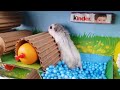 🐹 Hamster Escapes the Rainbow POP IT Maze [OBSTACLE COURSE]