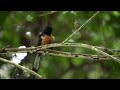 白腰鹊鸲- White-rumped Shama