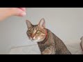 【爆走亀】スケボーの乗りこなしがプロ級の亀、そして猫のおやつタイム【Turtle riding a skateboard and cat snack time】