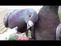 Sunday Morning Pigeon Movie