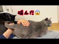 パパが大好きすぎて､犬になった猫の姿がこちら‼︎