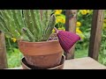 Stapelia leendertziae in bloom August 2024