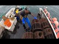 UK Commercial Fishing - Lobster And Crab Potting - Huge Lobsters Big Crabs! -  Sea Fishing Video