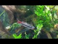 Breeding Long Fin White Cloud in Fish Bowl