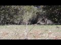 Spotting some deer in Kolob Canyon part 1 of  2