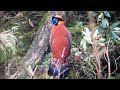 Temminck's Tragopan.Readert E-Himalayas in Arunachal Pradesh.Video Found Date-April 10-to 22