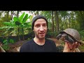 Gulf coast box turtles! My baby turtles and adults, and everything you need to know!!