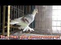 13 kalar lahor pigeon Bangladesh cumilla