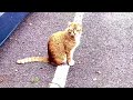 Sneaky Cat! Does she Attack the Birds? #catlover #animal #nature #viral #viralvideo #viralvideos