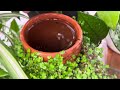 PLANT CARE on my DECK, time for a clean up and a good watering #gardening #plantlover #plants