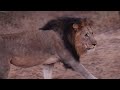 Male Lion Close Encounter