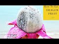 Growing Dragon Fruit From Seeds - Episode 6