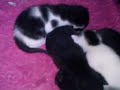 the cat mother browny is hiding video and also with cute kittens