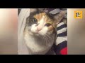Funniest Animals Ever Best New Compilation Videos! Try Not To Laugh | Funny Pets Vlogs | Episode 9