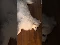 Funny things my puppy does part 1 #youtube #viral #poms #funnyanimals #shortsviral