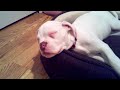 Rocco - American Bulldog napping