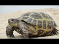 5 Most Weird Turtle Breeds in the World | Wild Whim