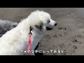 【激闘w】２歳児・超大型犬・子犬・小型犬を連れて初めて海を訪れたら、みんな自由過ぎて大変でした…笑｜グレートピレニーズ&オールドイングリッシュシープドッグ&トイプードル