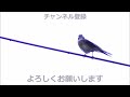 ホオジロの鳴き声（さえずりと地鳴き）