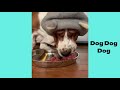 Basset hound | Funny and Cute dog video compilation in 2023.