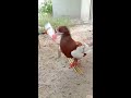 Creative_Ideas Pigeon trap That Work 100% || Flock || bird catching #shorts #youtubeshorts #ytshorts