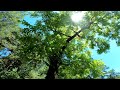 Under The Old Black Walnut Tree On A Hot Summer Day In Georgia