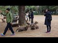 The Feeding of a Sacred Deer