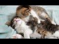 معجزه ی موزیک مخصوص گربه‌ها|music for cats 🎶