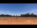 Kangaroo running