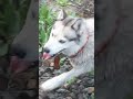 Local Pond🏞☘🌿 Doggos Swimming😊🐾🐾🏞🌄 Песели плавают в местном пруду🐾🐾🏞