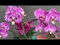 You will be surprised with this extremely fast way to propagate orchids from flower stems