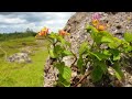 Natural Panorama Katikutana, Tanarara, East Sumba, NTT