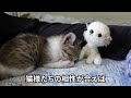 初めての注射で病院疲れしちゃった子猫