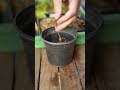 Rooting Japanese Maple Cuttings