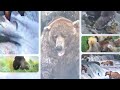 The Reign of 856 | Memorable Moments in Bear Cam History