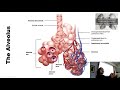 The Alveolus Tissue of the Lungs