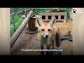 Growling Baby Foxes Turn Into Sleepy Puppies On Their Rescuer's Lap | The Dodo Wild Hearts