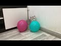 Hilarious Cats and Dogs 😹🐶 Funniest Animals 2024 🤣 Part 38