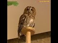 OWL BIRDS🦉- A Funny Owls And Cute Owls Videos Compilation (2021) #003 || Funny Pets Life