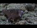 4K THE BEST DIVING IN BALI / Tulamben / part 1/ Relax / 2022 /