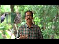 കാക്ക - പത്തുതലയുള്ള റാവൺ, കൊടും  ബുദ്ധി most intelligent birds Crows, Ravens #birds #crow #കാക്ക