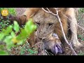 30 Brutal Big Cat Fighting Moments Caught On Camera And What Will Happen? | Animal Fight