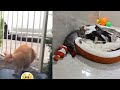 New Funny Animals😻🐶Best Funny Dogs and Cats Videos Of The Week😹