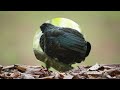 Colorful Birds | Breathtaking Nature & Amazing Birds Songs | Stress Relief