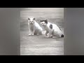😅 Best Cats and Dogs Videos 😆❤️ Funniest Animals 😅😻