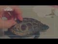 クサガメ軍曹の愛情表現が分かりやすくて可愛いw【Sergeant Turtle's expressions of affection are easy to understand and cute 】