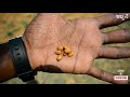 ಕಕ್ಕೆ ಗಿಡ(ಬ್ಯಾಟೆ ಮರ), Golden Shower Tree, Cassia Fistula