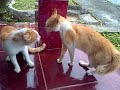 Kucing Berantem Rebutan Wilayah, Siapakah yang menang ?