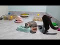 Try Not To Laugh 😹 Funniest Cats and Dogs 2024😍🐶